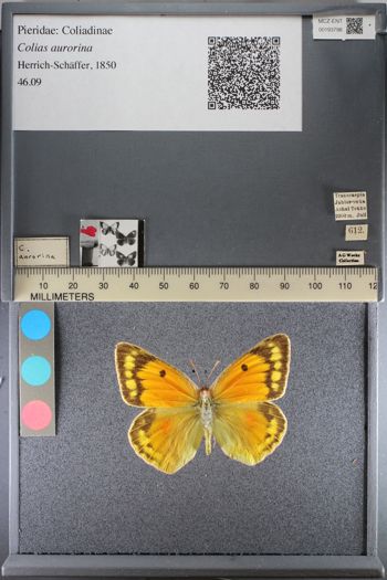 Media type: image;   Entomology 193798